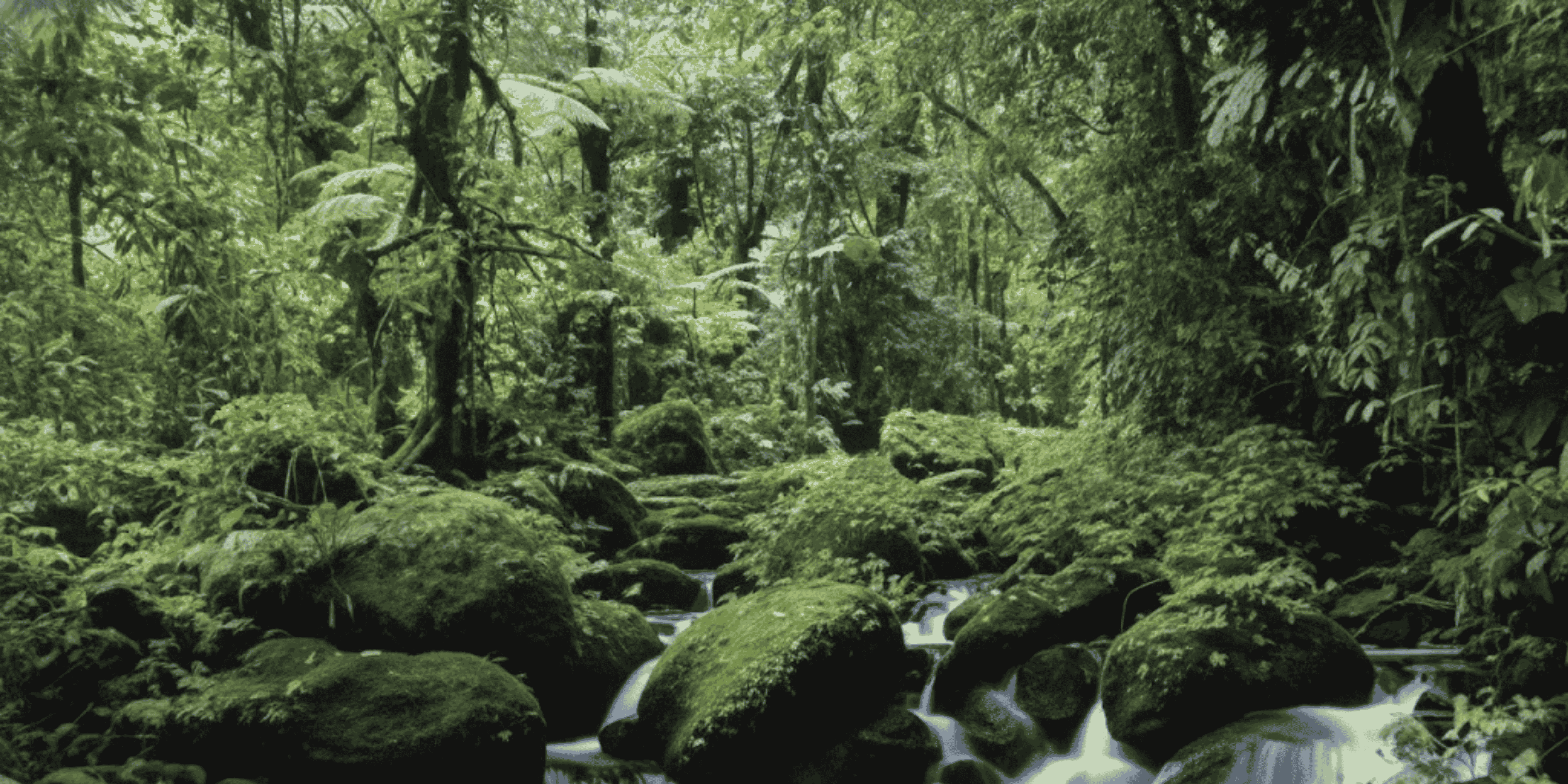 Monteverde Cloud Forest Reserve